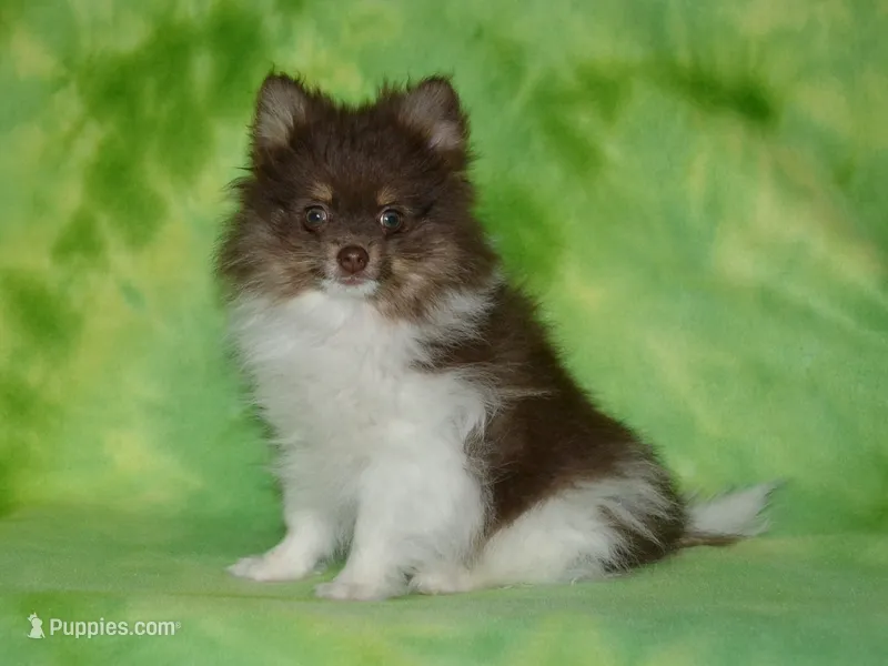 AKC Cooper – Pomeranian puppy for sale in Lamar, MO