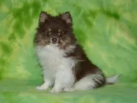 AKC Cooper, a male Pomeranian for sale in Lamar, MO – 1 of 7