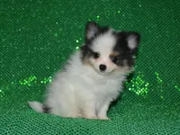 AKC Jasper, a male Pomeranian for sale in Lamar, MO – 3 of 4