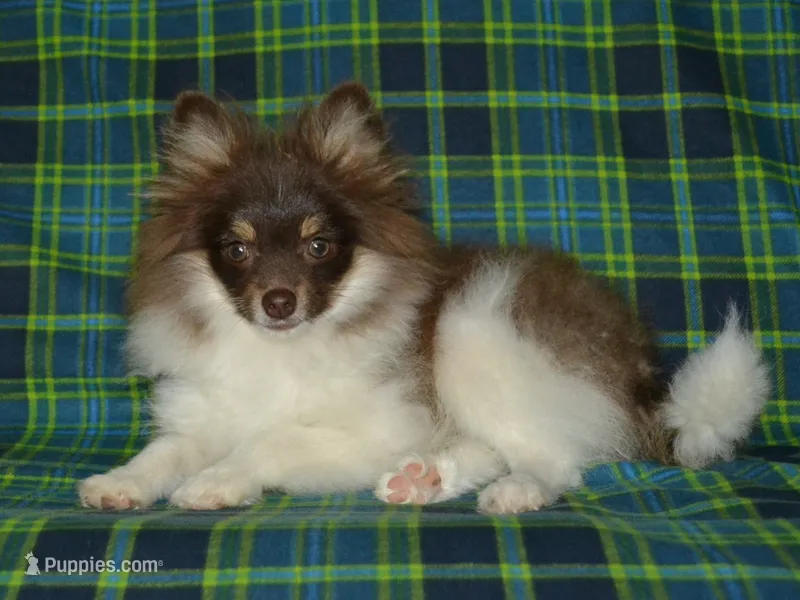 AKC Cooper – Pomeranian puppy for sale in Lamar, MO