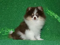 AKC Yoshi, a male Pomeranian for sale in Lamar, MO – 1 of 7