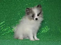 AKC Riley, a male Pomeranian for sale in Lamar, MO – 2 of 5