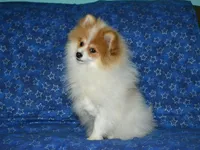 AKC Scotty, a male Pomeranian for sale in Lamar, MO – Photo 8 of 9