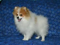 AKC Scotty, a male Pomeranian for sale in Lamar, MO – Photo 1 of 9