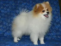 AKC Scotty, a male Pomeranian for sale in Lamar, MO – Photo 2 of 9