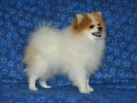 AKC Scotty, a male Pomeranian for sale in Lamar, MO – Photo 3 of 9