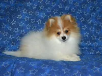 AKC Scotty, a male Pomeranian for sale in Lamar, MO – Photo 7 of 9
