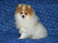 AKC Scotty, a male Pomeranian for sale in Lamar, MO – Photo 4 of 9