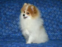 AKC Scotty, a male Pomeranian for sale in Lamar, MO – Photo 9 of 9