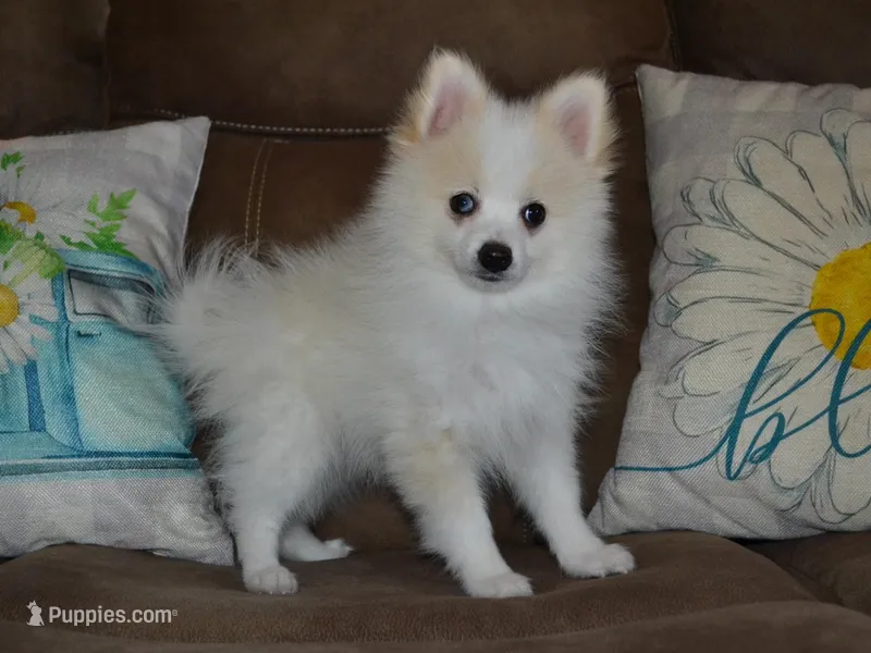 AKC Chip – Pomeranian puppy for sale in Lamar, MO