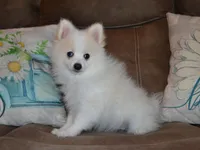 AKC Chip, a male Pomeranian for sale in Lamar, MO – Photo 4 of 5