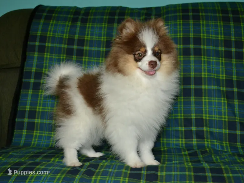 AKC Remy – Pomeranian puppy for sale in Lamar, MO