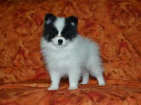 AKC York, a female Pomeranian for sale in Lamar, MO – 4 of 4