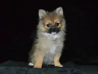 AKC Andy, a male Pomeranian for sale in Lamar, MO – 3 of 5