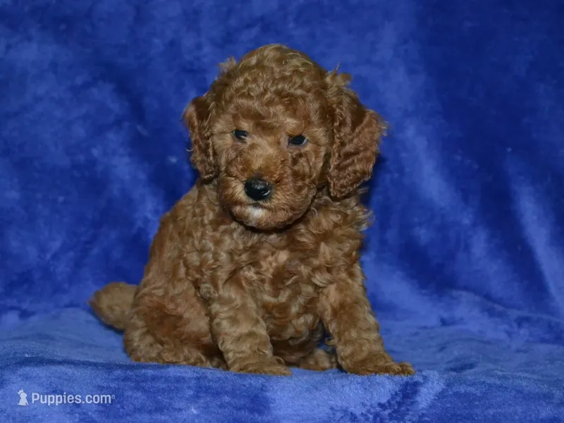 AKC Nash – Poodle - Miniature  puppy for sale in Lamar, MO