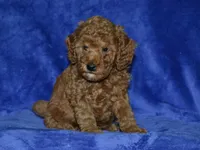 AKC Nash, a male Poodle - Miniature  for sale in Lamar, MO – 1 of 3