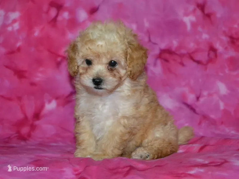 AKC Daisy – Poodle - Toy  puppy for sale in Lamar, MO