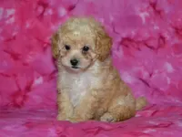 AKC Daisy, a female Poodle - Toy  for sale in Lamar, MO – 1 of 5