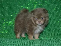 AKC Bentley, a male Pomeranian for sale in Lamar, MO – Photo 4 of 4