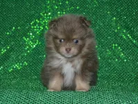 AKC Bentley, a male Pomeranian for sale in Lamar, MO – Photo 3 of 4