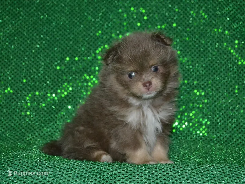 AKC Bentley – Pomeranian puppy for sale in Lamar, MO