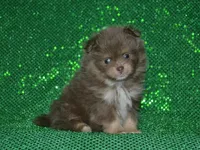 AKC Bentley, a male Pomeranian for sale in Lamar, MO – Photo 1 of 4