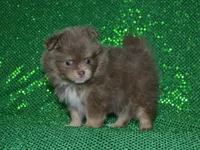 AKC Bentley, a male Pomeranian for sale in Lamar, MO – Photo 2 of 4