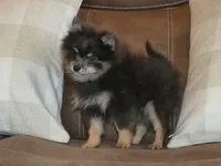 AKC Ozzy, a male Pomeranian for sale in Lamar, MO – 2 of 3