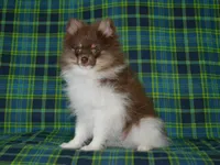 AKC Cooper, a male Pomeranian for sale in Lamar, MO – 3 of 5