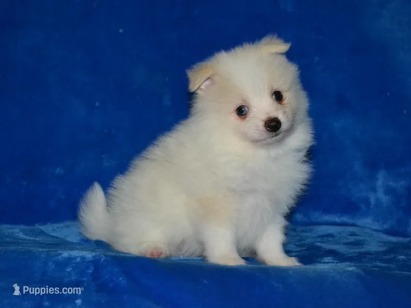 AKC Chip – Pomeranian puppy for sale in Lamar, MO