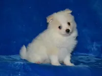 AKC Chip, a male Pomeranian for sale in Lamar, MO – Photo 1 of 4