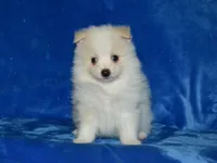 AKC Chip, a male Pomeranian for sale in Lamar, MO – Photo 2 of 4