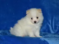 AKC Chip, a male Pomeranian for sale in Lamar, MO – Photo 3 of 4