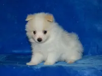 AKC Chip, a male Pomeranian for sale in Lamar, MO – Photo 4 of 4