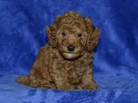 AKC Nash, a male Poodle - Miniature  for sale in Lamar, MO – 3 of 3