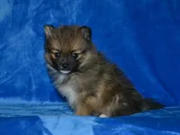 AKC Andy, a female Pomeranian for sale in Lamar, MO – Photo 3 of 3