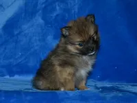 AKC Andy, a female Pomeranian for sale in Lamar, MO – Photo 2 of 3