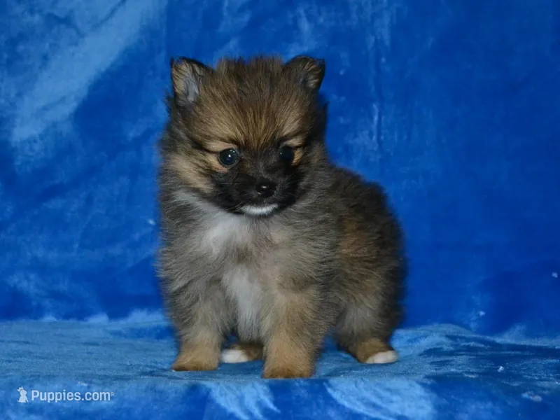 AKC Andy – Pomeranian puppy for sale in Lamar, MO