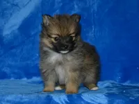 AKC Andy, a female Pomeranian for sale in Lamar, MO – Photo 1 of 3