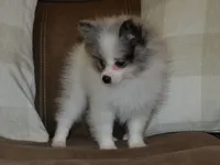 AKC Riley, a male Pomeranian for sale in Lamar, MO – 2 of 4