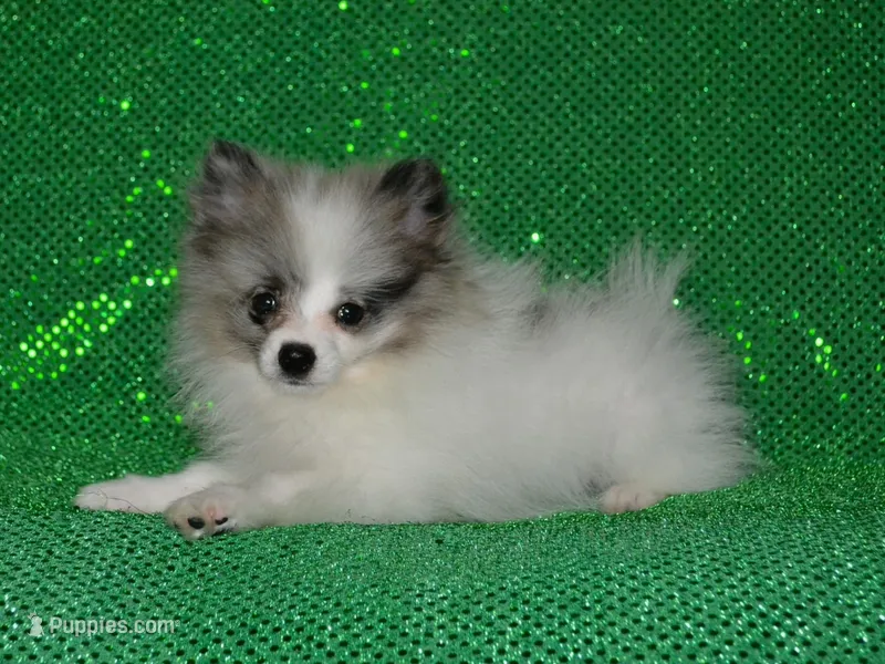 AKC Riley – Pomeranian puppy for sale in Lamar, MO