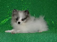 AKC Riley, a male Pomeranian for sale in Lamar, MO – 1 of 5
