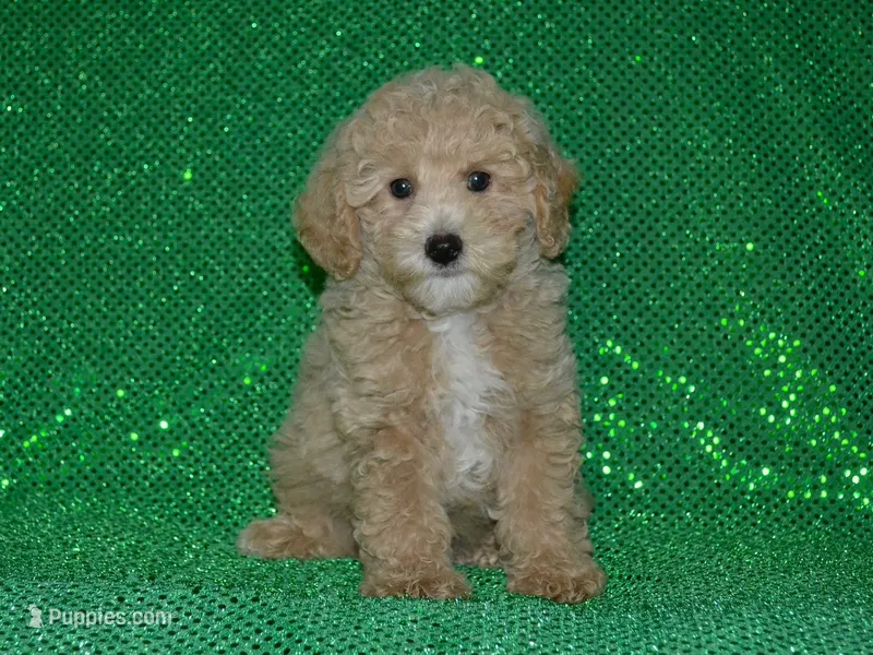 AKC Rocky – Poodle - Miniature  puppy for sale in Lamar, MO