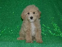 AKC Rocky, a female Poodle - Miniature  for sale in Lamar, MO – 1 of 3