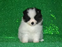 AKC Benny, a female Pomeranian for sale in Lamar, MO – Photo 2 of 3