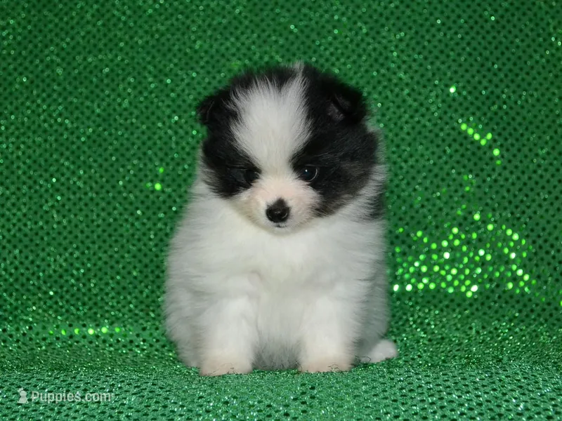 AKC Benny – Pomeranian puppy for sale in Lamar, MO