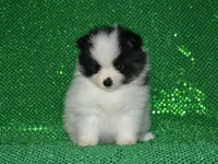 AKC Benny, a female Pomeranian for sale in Lamar, MO – Photo 1 of 3