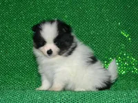 AKC Benny, a female Pomeranian for sale in Lamar, MO – Photo 3 of 3