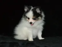 AKC Jasper, a male Pomeranian for sale in Lamar, MO – 3 of 5