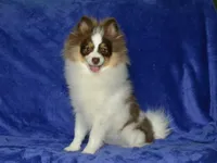 AKC Remy, a male Pomeranian for sale in Lamar, MO – 2 of 4